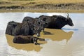 Yak family is chilling in a pond on a hot summer day