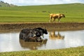 Yak family is chilling in a pond on a hot summer day