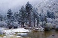 The yak in forest with snow Royalty Free Stock Photo