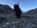 Yak in front of Rongbuk Monastery during Sunrise in Himalayan Mountains in Tibet in China.