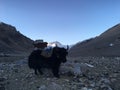 Yak in front of Rongbuk Monastery during Sunrise in Himalayan Mountains in Tibet in China. Royalty Free Stock Photo