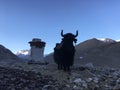 Yak in front of Rongbuk Monastery during Sunrise in Himalayan Mountains in Tibet in China.