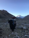 Yak in front of Rongbuk Monastery during Sunrise in Himalayan Mountains in Tibet in China. Royalty Free Stock Photo