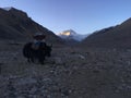 Yak in front of Rongbuk Monastery during Sunrise in Himalayan Mountains in Tibet in China.