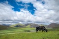 Yak in front of Tagong grassland in Sichuan - China Royalty Free Stock Photo