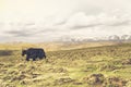 Yak in the front of tibetan mountains of China Royalty Free Stock Photo