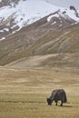 A yak graze in Upper Shimshal rivers at 4800m altitude mountain
