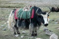 Yak graze in the valley near Mounting Kailas