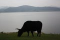 A yak grazes on the open steppe by Terkhiin Tsagaan Nuur lake, Arkhangai province, Mongolia.