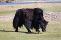 Yak grazing in Central Mongolia Royalty Free Stock Photo