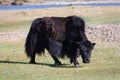 Yak grazing in Central Mongolia