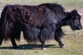 Yak grazing in Central Mongolia Royalty Free Stock Photo