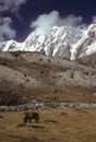 Yak grazing Chyungma Pass