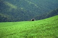 Yak grazing on lush green valley of Himalaya, India