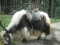 A yak grazing merrily in Himachal Pradesh, India