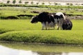 Yak grazing in the Mongolian steppe Royalty Free Stock Photo