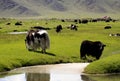 Yak grazing in the Mongolian steppe Royalty Free Stock Photo