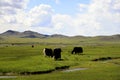Yak grazing in the Mongolian steppe Royalty Free Stock Photo