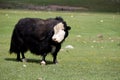 Yak grazing in the Mongolian steppe Royalty Free Stock Photo