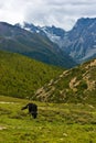 Yak grazing in tibetan highlands (1) Royalty Free Stock Photo