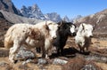 Yak, group of thee yaks, Himalayas mountains