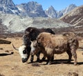 Yak, group of two yaks, Himalayas mountains Royalty Free Stock Photo