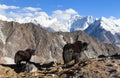 Yak, group of two yaks on the way to Everest base camp