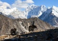 Yak, group of two yaks on the way to Everest base camp