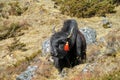 Yak, grunting ox in Himalaya mountains