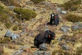 Yak, grunting ox in Himalaya mountains