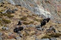 Yak, grunting ox in Himalaya mountains