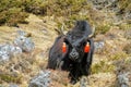 Yak, grunting ox in Himalaya mountains