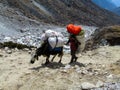 Yak, grunting ox in Himalaya mountains