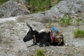 Yak, grunting ox in Himalaya mountains