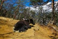 Yak, grunting ox in Himalaya mountains