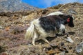 Yak, grunting ox in Himalaya mountains