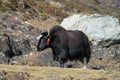 Yak, grunting ox in Himalaya mountains