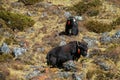 Yak, grunting ox in Himalaya mountains