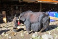 Yak, grunting ox in Himalaya mountains