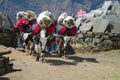 Yak, grunting ox in Himalaya mountains