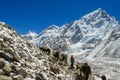 Yak, grunting ox on trekking path in Himalaya mountains