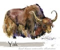 Yak hand drawn watercolor illustration