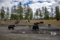 Yak heard standing in a field in rural Mongolia. Longhair buffalo in a countryside on a sunny day Royalty Free Stock Photo