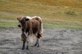 Yak heard standing in a field in rural Mongolia. Longhair buffalo in a countryside on a sunny day Royalty Free Stock Photo