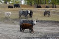 Yak heard standing in a field in rural Mongolia. Longhair buffalo in a countryside on a sunny day Royalty Free Stock Photo