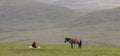 Yak Herder and Horse