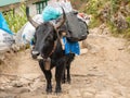 Yak in Himalaya carrying bags, Phakding, Nepal Royalty Free Stock Photo