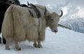 Yak in Himalayas Royalty Free Stock Photo