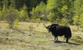 A Yak in the Himalayas - Bhutan Royalty Free Stock Photo