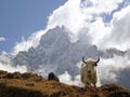 Yak in the Himalayas Royalty Free Stock Photo